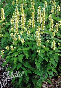 Agastache (Dropplant) rugosa 'Alba'